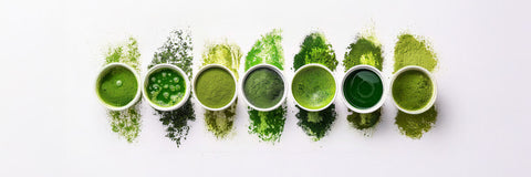 different types of matcha powder compared by color and texture