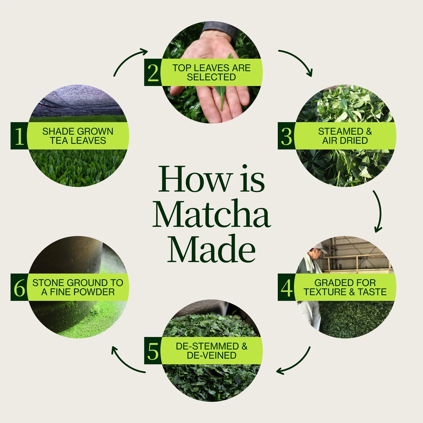 Matcha Zen Sakamoto