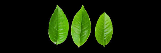 Growing Tea Leaves Guide