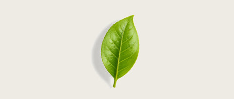 A single fresh green leaf with visible veins, centered on a light beige background with a soft drop shadow.