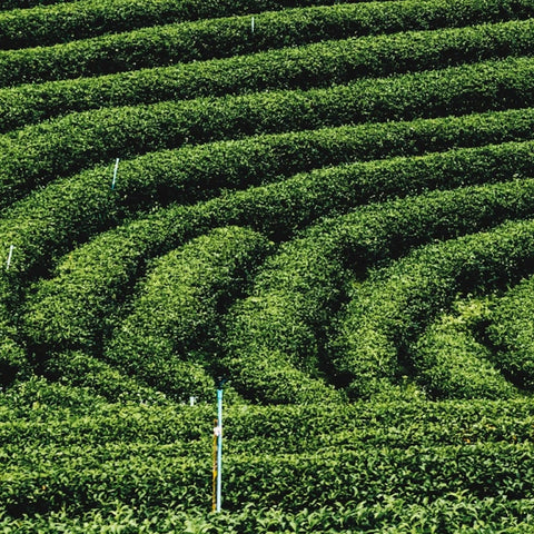 Rows of dense green tea plants arranged in curved, maze-like patterns across a hillside.
