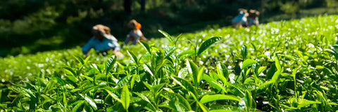 Gyokuro tea blog