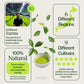 Matcha Tea Advent Calendar 2025 with Whisk, Chawan and Chashaku