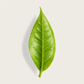 A single fresh green leaf with prominent veins, centered on a light beige background with a soft drop shadow.