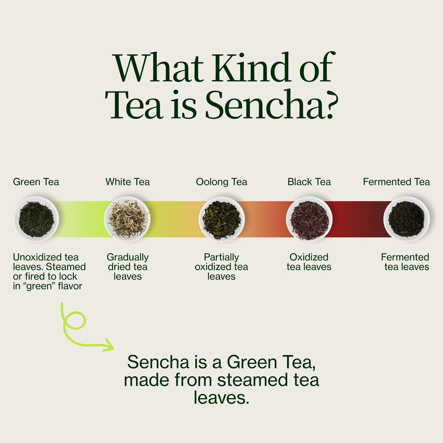 Chanoka Mountain Sencha